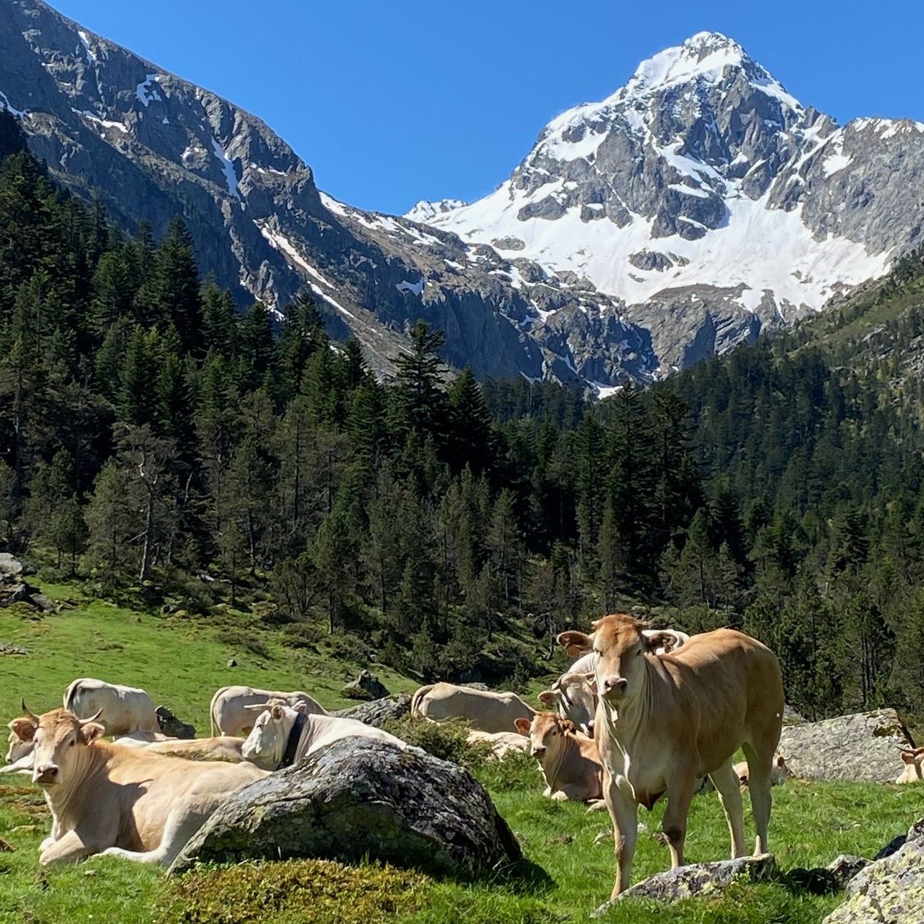 animaux 6