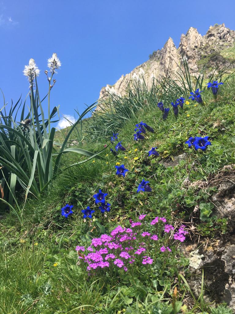 fleurs 2