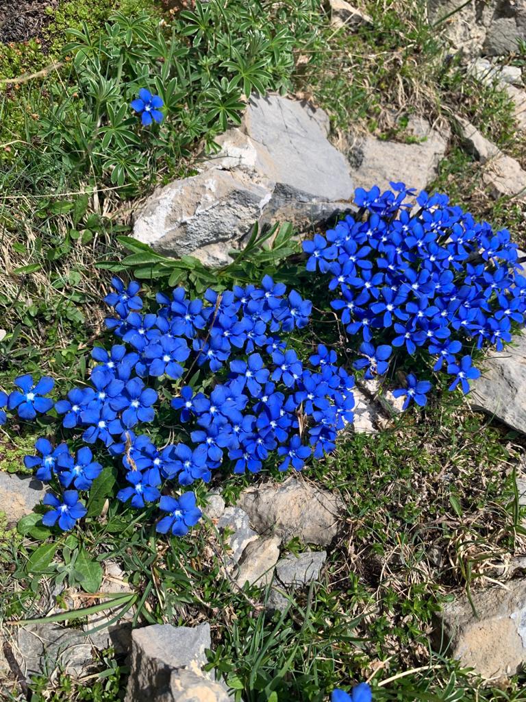 fleurs 8